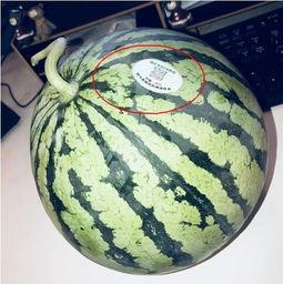 网红吃瓜组织,揭秘娱乐圈幕后真相，带你领略网络红人生态